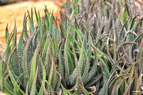 Group of many Hankey Dwarf Aloe, Haworthia attenuate succulent plant. photo