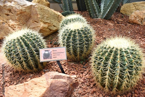 Golden barrel cactus in greenhouse of Queen Sirikit Botanic Garden in Chiang Mai, THAILAND. photo