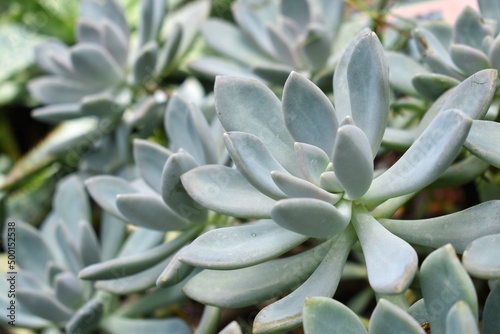 Obraz na płótnie Group of many Graptopetalum, Perennial succulent plants. w salonie