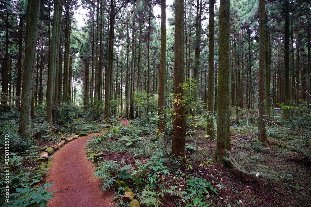 Obraz premium cedar woods with fine pathway