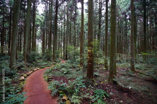 cedar woods with fine pathway