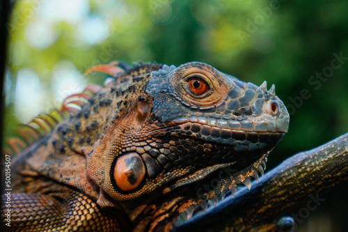portrait of orange iguana