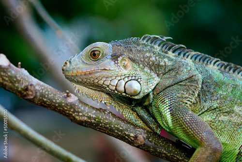 Close up portrait of a male green iguana on a tree branch