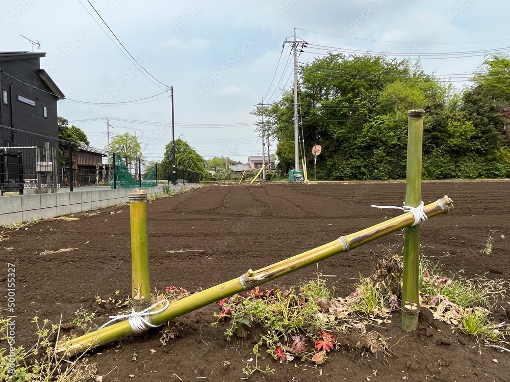 Fototapeta premium rows of trees