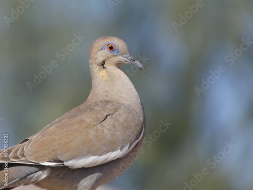 close up of a dove © Karri