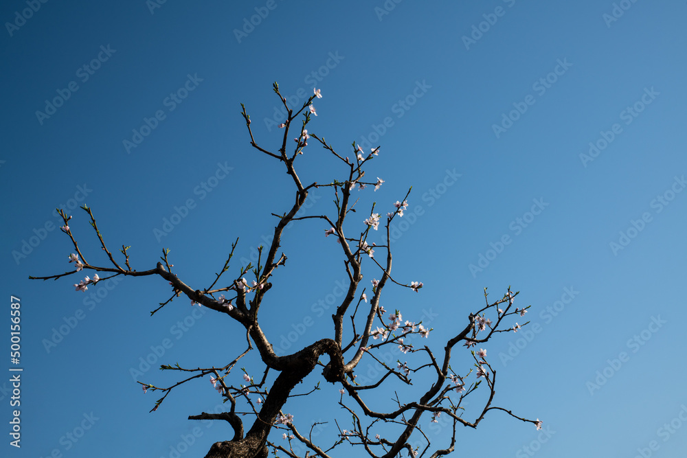 The trees were covered with pink peach blossoms The trees were covered with pink peach blossoms