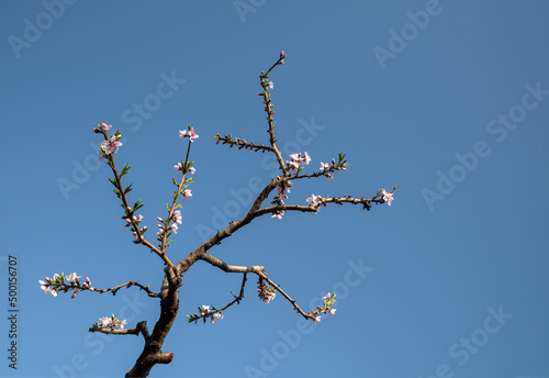 branches against blue sky