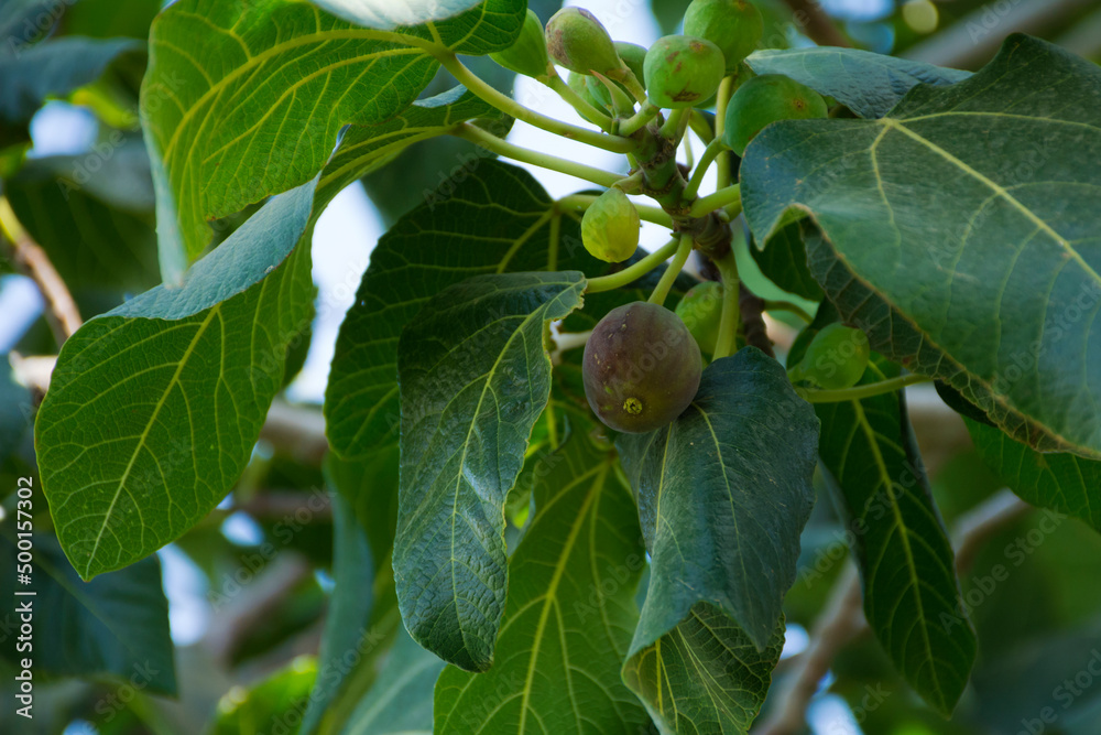 Fototapeta premium Common fig