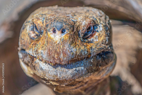 The face of a Floreana giant tortoise