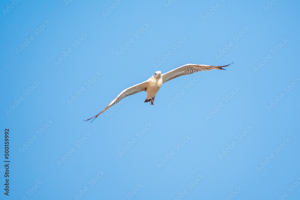 Obraz premium The European herring gull, Larus argentatus, flying in the clear blue sky.