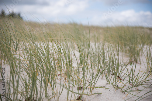 Fototapeta Naklejka Na Ścianę i Meble -  Sand grass