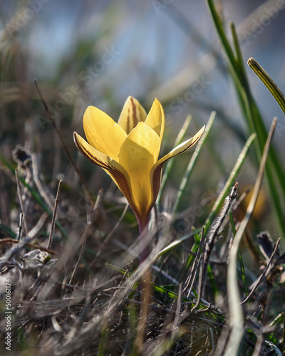 Yellow Crocus susianus flower photo