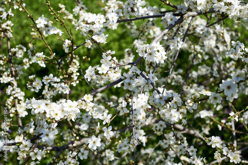 white flowering cherry plum branches in the garden in spring background backdrop white flowering cherry plum branches in the garden in spring background backdrop