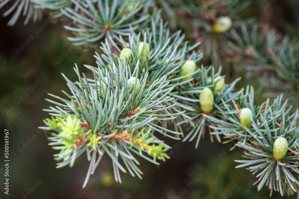 Branch of an Atlas cedar with needles and cones. Cedar Atlas Lat. Cedrus atlantica - large evergreen cedar tree with needle leaves. Branch with pollen cones. Branch of an Atlas cedar with needles and cones. Cedar Atlas Lat. Cedrus atlantica - large evergreen cedar tree with needle leaves. Branch with pollen cones.