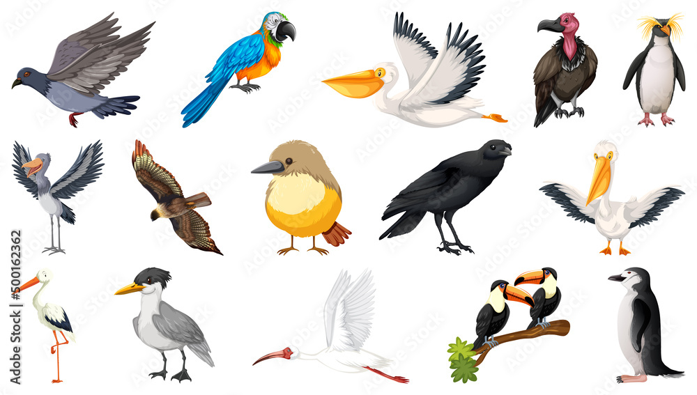 Obraz premium Different kinds of birds collection