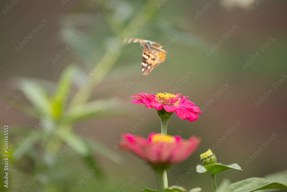 butterfly, insect, nature, flower, summer, macro, animal, plant, garden, wings, orange, wildlife, spring, wing, fly, flowers, beautiful, colorful, pink, yellow, color, beauty, purple, meadow, close-up butterfly, insect, nature, flower, summer, macro, animal, plant, garden, wings, orange, wildlife, spring, wing, fly, flowers, beautiful, colorful, pink, yellow, color, beauty, purple, meadow, close-up