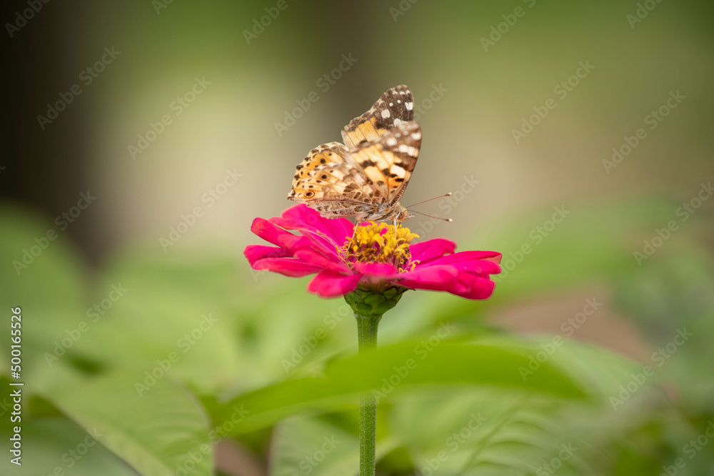 butterfly, insect, nature, flower, summer, macro, animal, plant, garden, wings, orange, wildlife, spring, wing, fly, flowers, beautiful, colorful, pink, yellow, color, beauty, purple, meadow, close-up