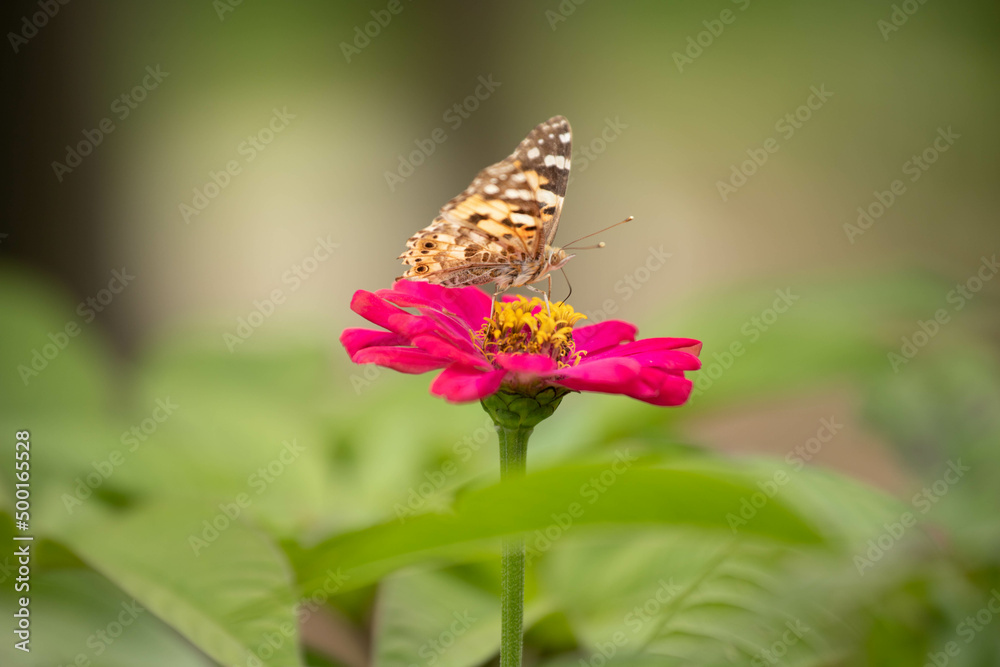 butterfly, insect, nature, flower, summer, macro, animal, plant, garden, wings, orange, wildlife, spring, wing, fly, flowers, beautiful, colorful, pink, yellow, color, beauty, purple, meadow, close-up butterfly, insect, nature, flower, summer, macro, animal, plant, garden, wings, orange, wildlife, spring, wing, fly, flowers, beautiful, colorful, pink, yellow, color, beauty, purple, meadow, close-up