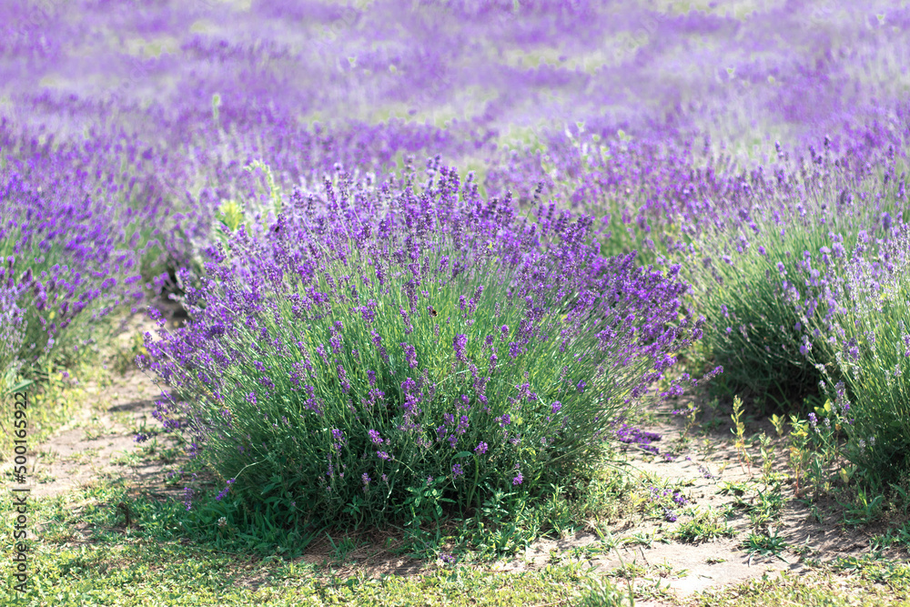 Obraz premium selective focus. Lavender bushes grow in a lavender field. Delicate fragrant lilac flowers in Provence style. High quality photo