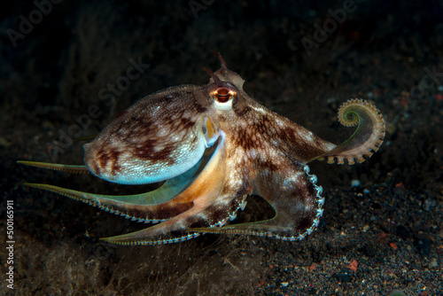 Coconut Octopus hunting in the night. Underwater world of Tulamben, Bali, Indonesia. © diveivanov