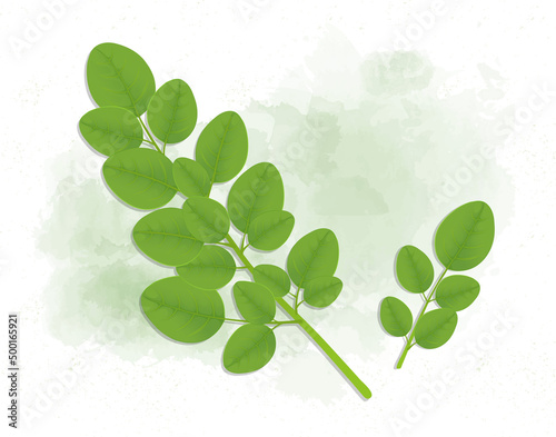 Moringa oleifera Leave - Vector illustration photo