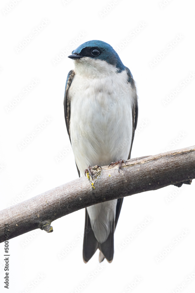 Naklejka premium Tree swallow bird