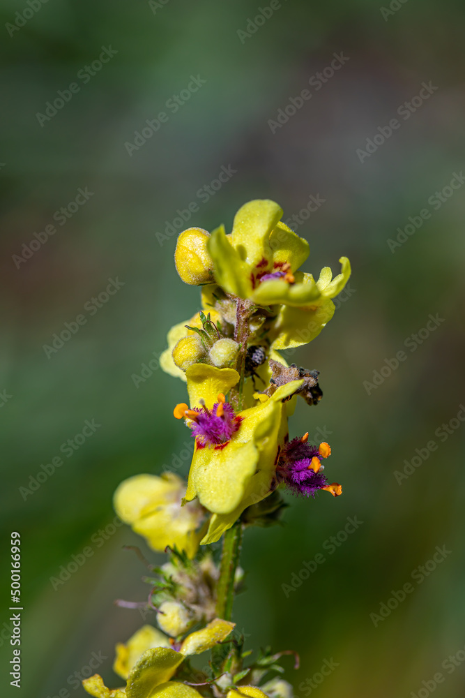 Verbascum nigrum flower in meadow Verbascum nigrum flower in meadow