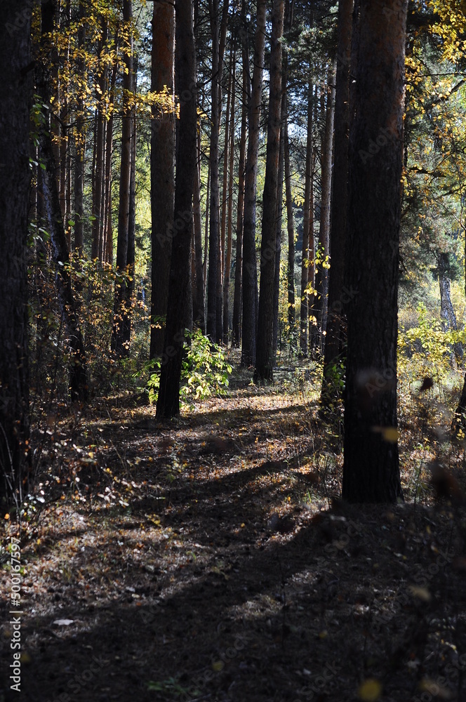 Fototapeta premium autumn forest in sunny day