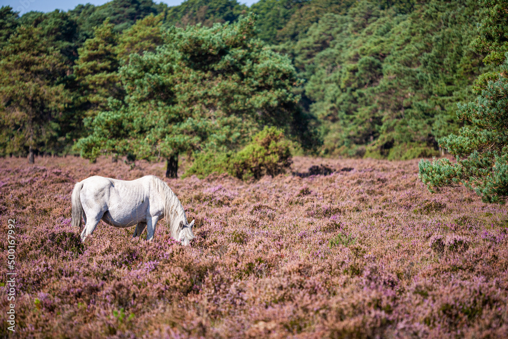 Wild horses grazing in the New Forest, England
