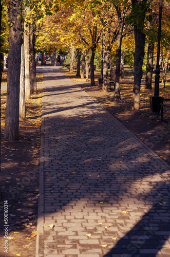 An empty sidewalk in an autumn park. Yellow sod, birch, poplar, aspen, and maple along the sidewalk. Empty park benches. Autumn in Europe. Daytime.