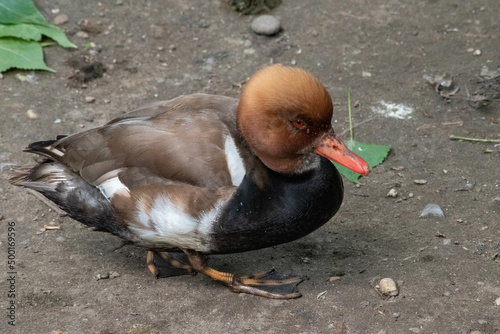 Eclipse Male Red-Crested Pochard (Netta rufina) is a diving duck found in larger lakes and reservoirs in Europe and Asia.