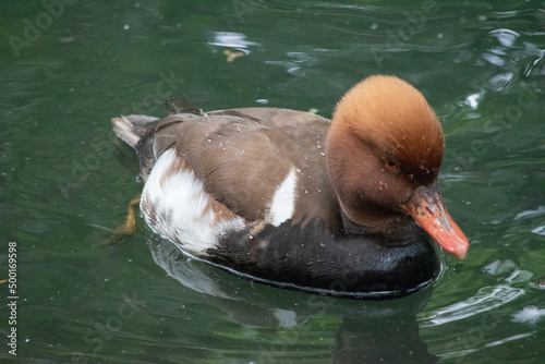 Eclipse Male Red-Crested Pochard (Netta rufina) is a diving duck found in larger lakes and reservoirs in Europe and Asia.