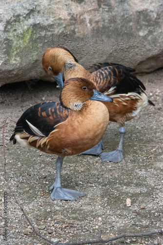 Fulvous Whistling-Duck (Dendrocygna bicolor) Rich caramel-colored duck with long neck and legs. Look for blue-gray legs and bill and white stripes on sides.
