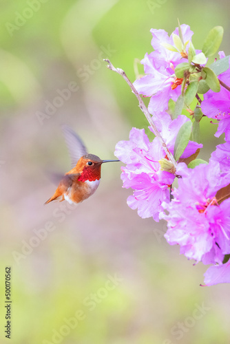  Rufous Hummingbird and flower