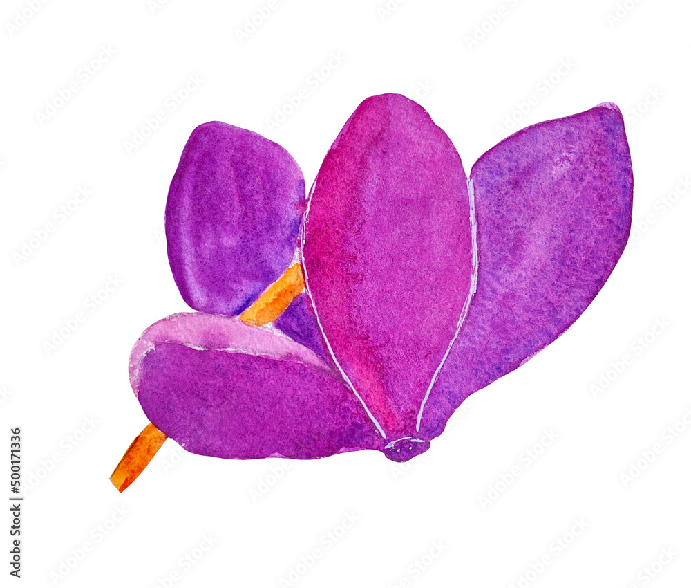 watercolor illustration of Cyclamen flower. Purple cyclamen flowers, botanical illustration. Home flowers. Watercolor flowers. Watercolor clipart cyclamen purple. watercolor illustration of Cyclamen flower. Purple cyclamen flowers, botanical illustration. Home flowers. Watercolor flowers. Watercolor clipart cyclamen purple.