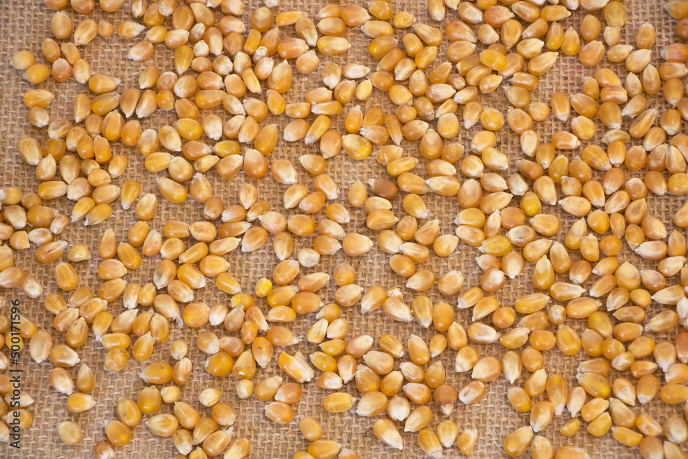 Raw dry popcorn grains texture with hessian background Raw dry popcorn grains texture with hessian background