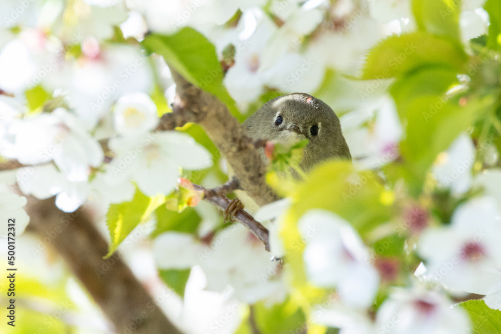 Ruby crowned Kinglet Ruby crowned Kinglet