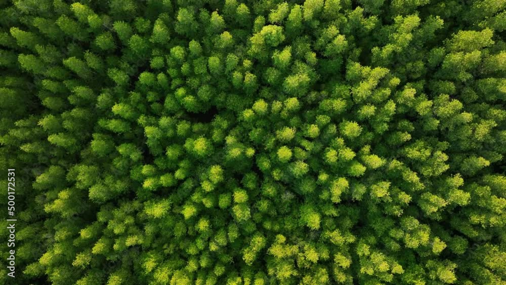 Top down aerial view of mangrove forest, drone zoom in spins above the tree
Top down aerial view of mangrove forest, drone zoom in spins above the tree