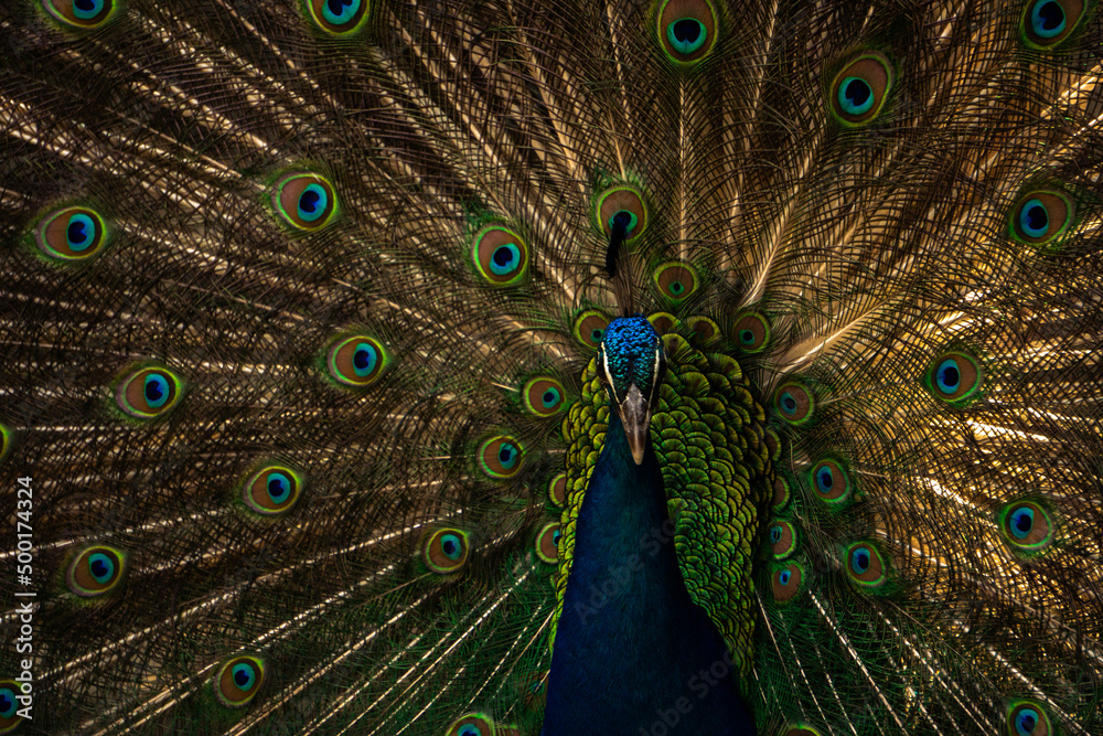 Obraz premium PAVO REAL CLOSE UP