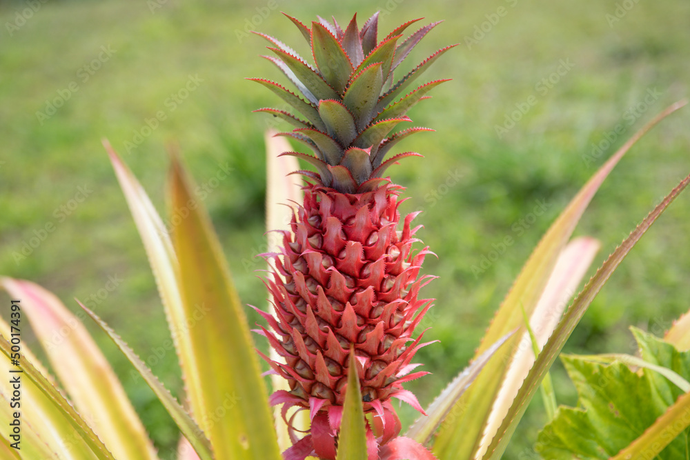 Pineapple plant field, Pineapple tropical fruit growing in garden Pineapple plant field, Pineapple tropical fruit growing in garden