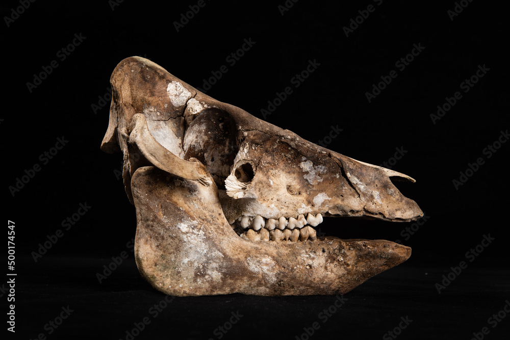 sheep skull isolated on Black Background sheep skull isolated on Black Background