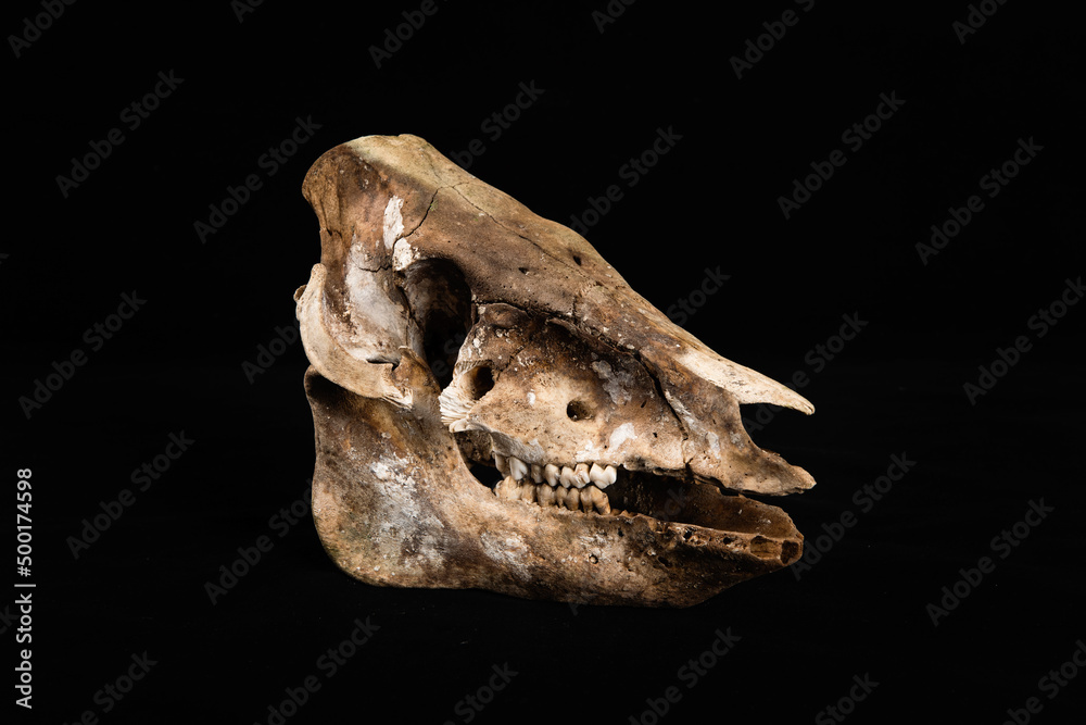 sheep skull isolated on Black Background