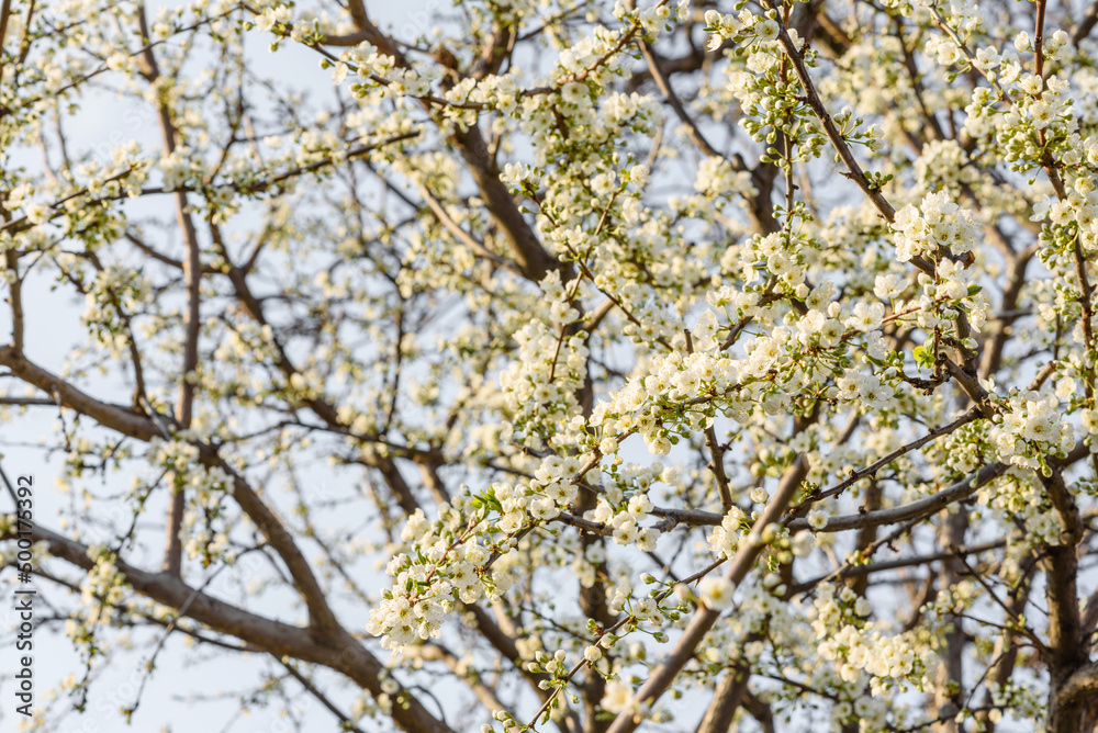 Plum blossom tree in a country garden near a country house Plum blossom tree in a country garden near a country house