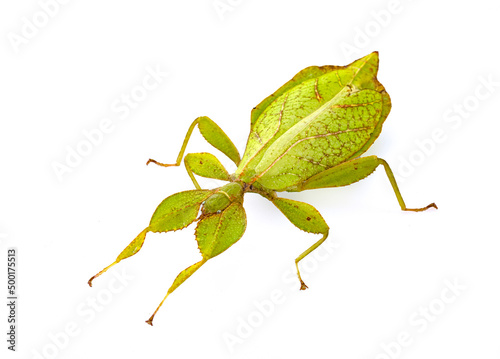  stick insect in studio photo