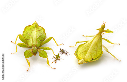  stick insect in studio photo