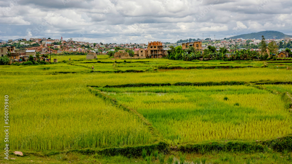 Naklejka premium Rizières à Madagascar