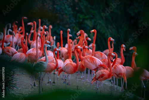 A group of flamingoes. Pink flamingos against green background. Phoenicopterus roseus, flamingo family.