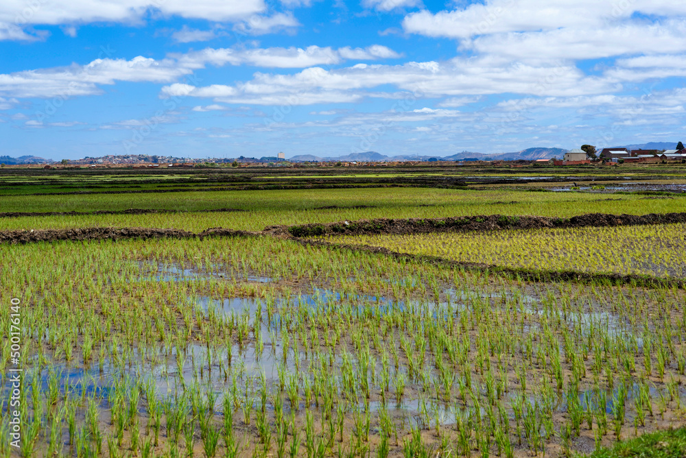Fototapeta premium Rizières à Madagascar