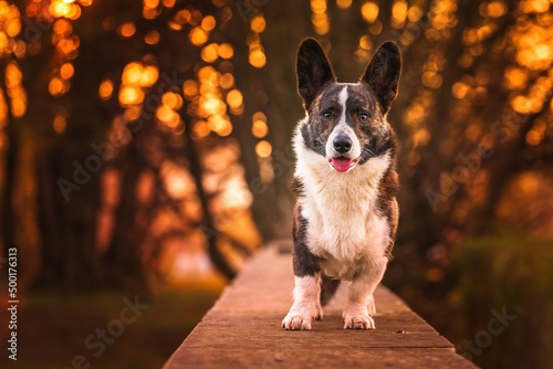 Fototapeta Naklejka Na Ścianę i Meble -  Pies rasy corgi cardigan w parku w porannym słońcu