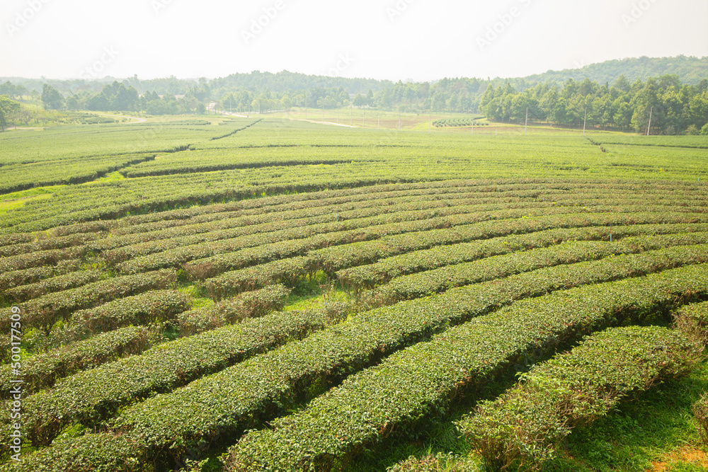 The green tea plantation in Singha park of Chiang Rai province of Thailand.